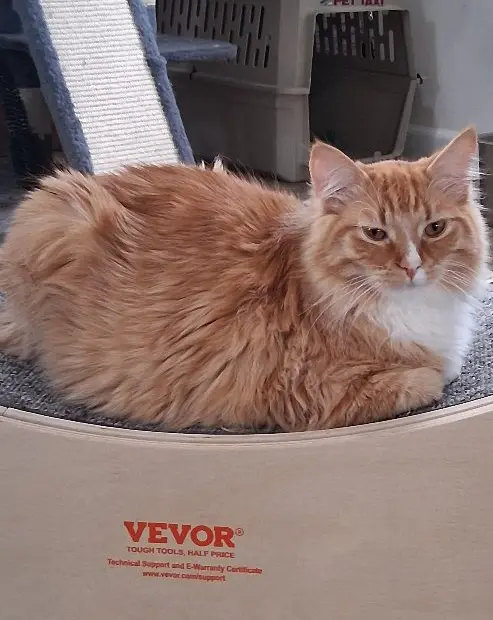 Orange and white fluffy cat on a scratching cardboard