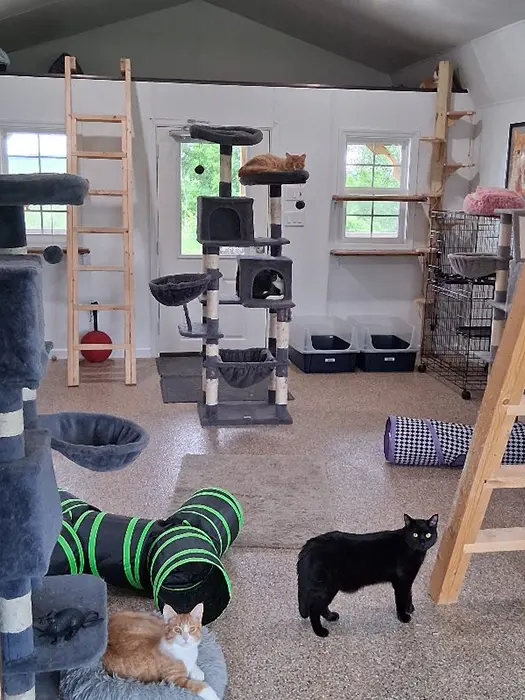 room with cat trees and other cat toys with cats playing