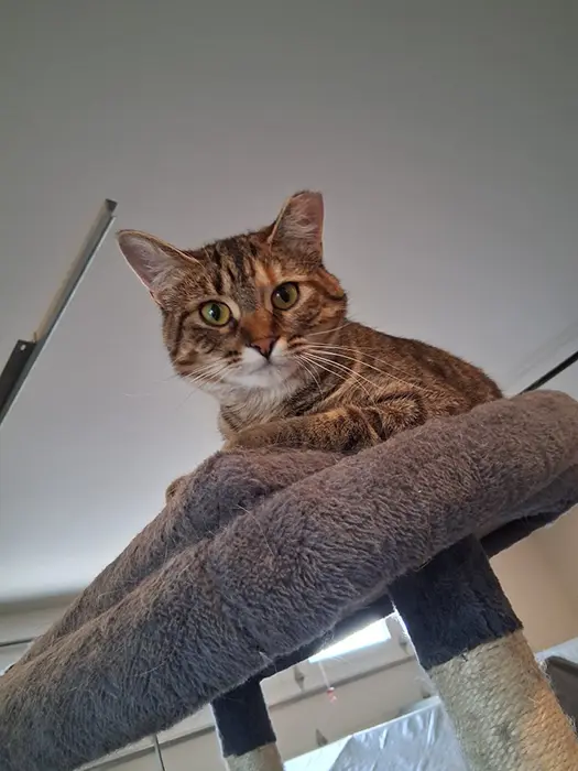 Striped cat on cat tree