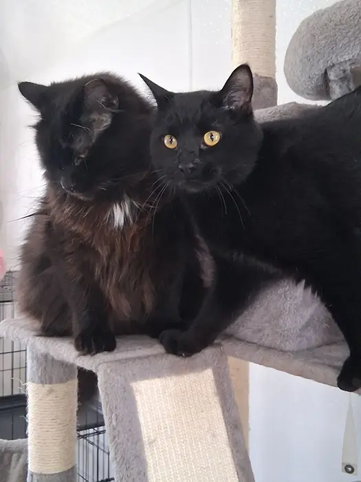 two black cats laying on a cat tree