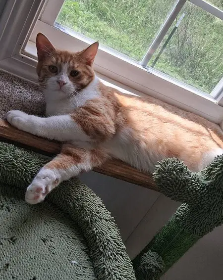 white cate with orange and white stripes laying on a cat tree