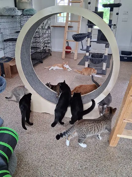 several cats on wheel scratcher