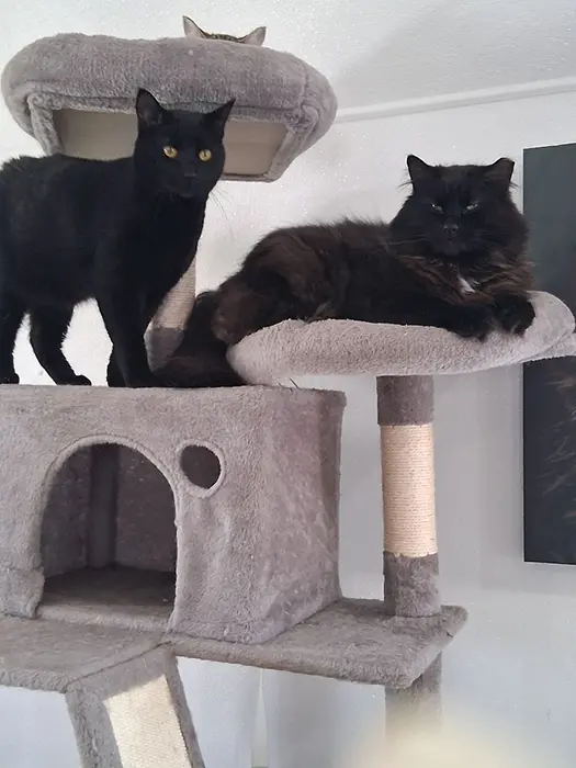 two black cats on a cate tree